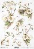 dzika róża, róże, wieś, ogród, kwiat, wiosna, R833, wild rose, roses, village, garden, flower, spring, Wildrose, Rosen, Dorf, Garten, Blume, Frühling, rosa silvestre, rosas, pueblo, jardín, flor, primavera